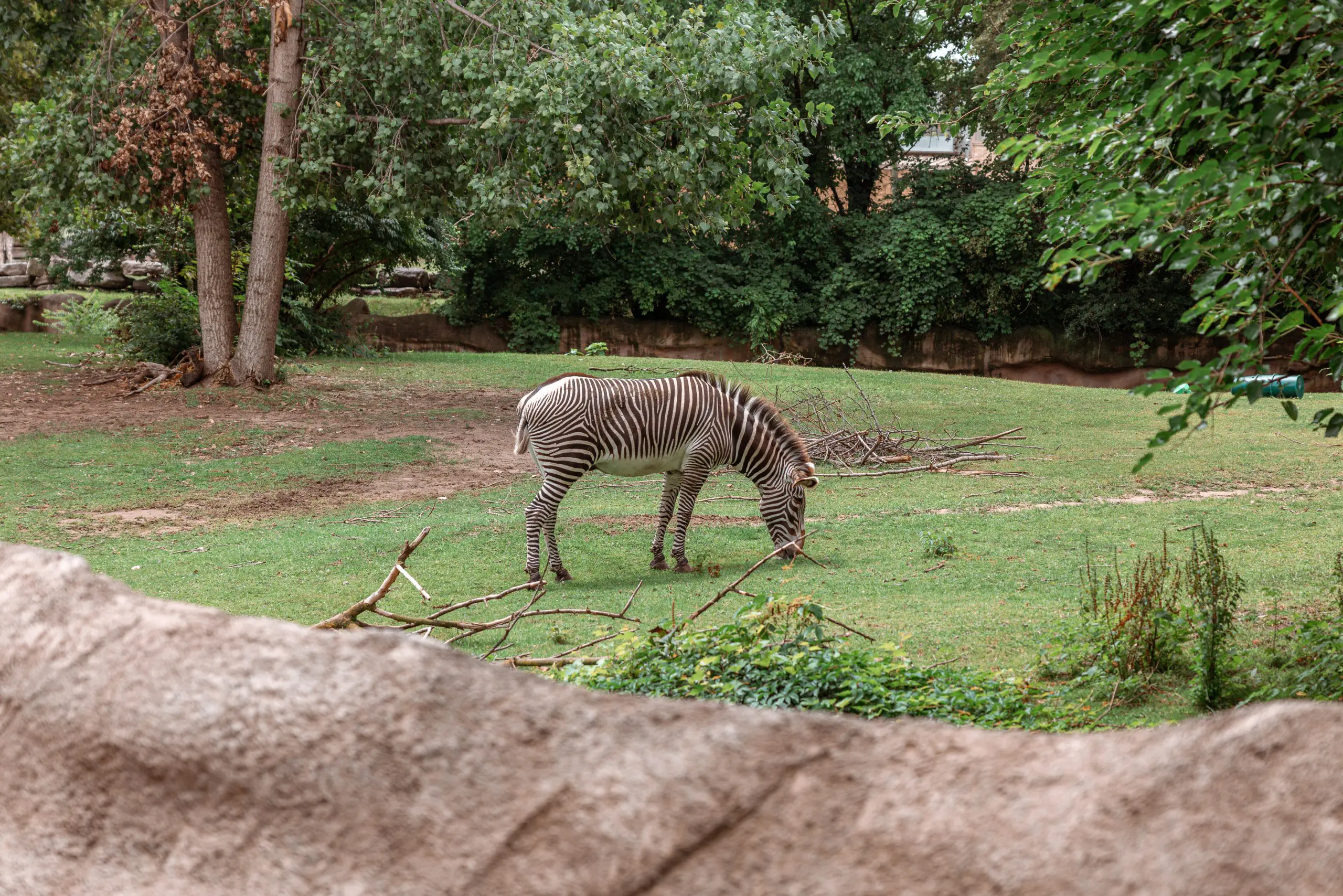 Zebra at Detroit Zoo