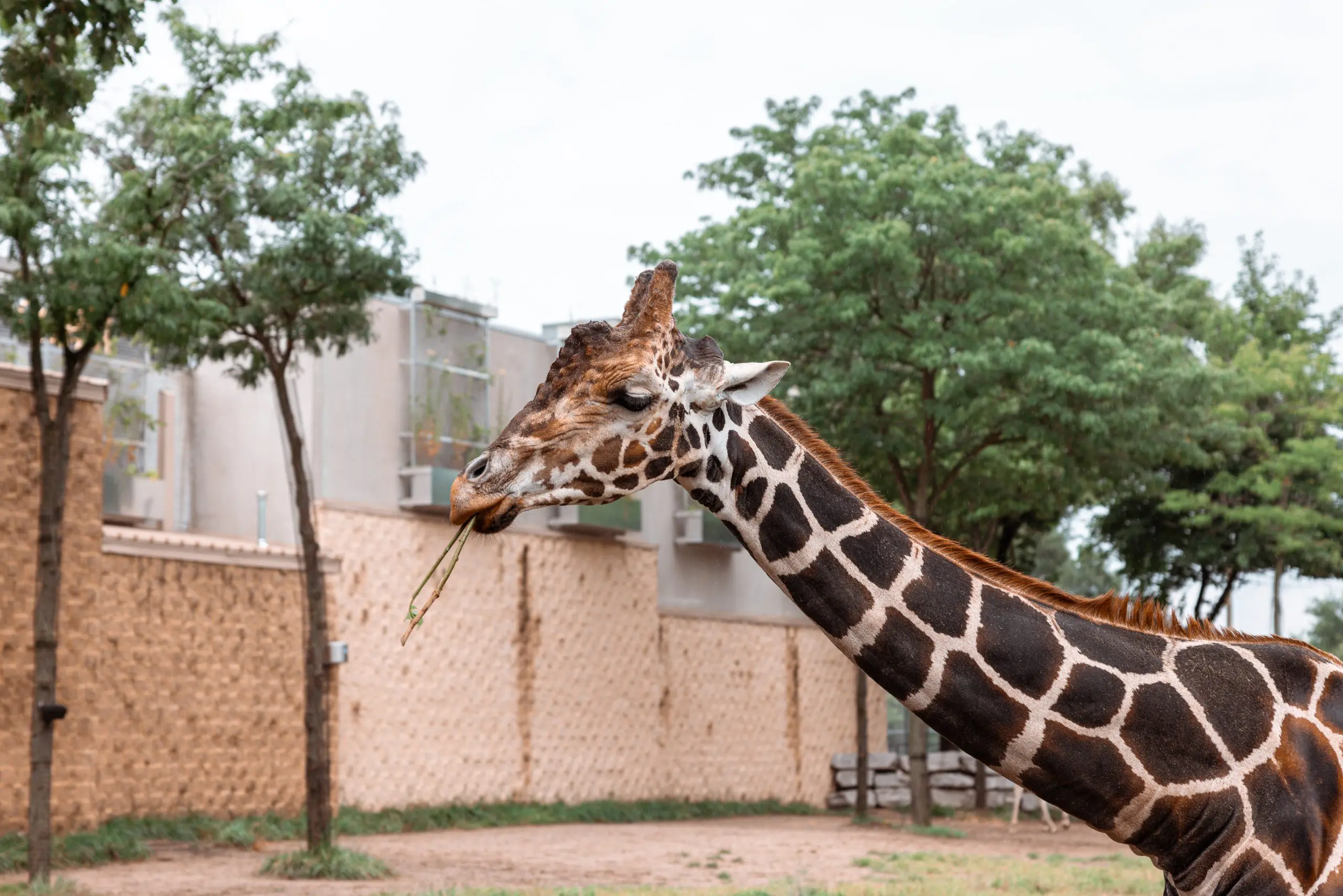Detroit Zoo Giraffe Exhibit